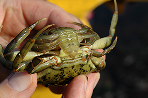 Carcinus mating