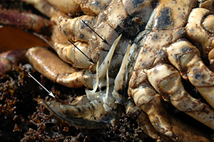 Gonopods of Carcinus