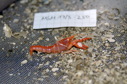 Macrozoobenthos