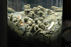 worm castle