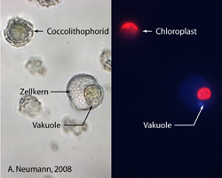 P. danica und Coccolithophore