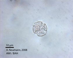 P. danica: cross section of thecal plates