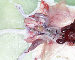 abdominal cavity without intestine