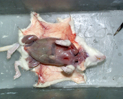 skin open